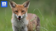 Study tracks how foxes 'colonised' Australia and grew to a population of 1.7 million