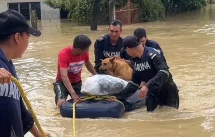 Poza Rica recibe ayuda para mascotas y familias tras las inundaciones