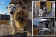 Polar bears take over abandoned Soviet-era research station