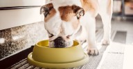 Urgent recall issued over popular dog food brand due to salmonella fears