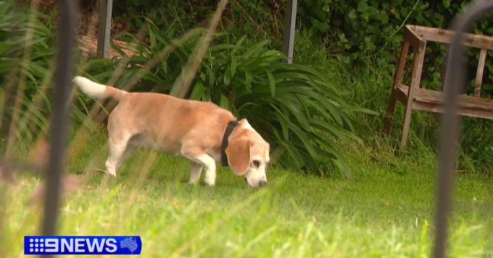 Armed intruder busted by pet beagle