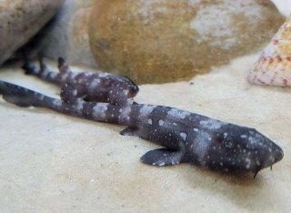 Institute for Marine Mammal Studies invites public to help name baby sharks