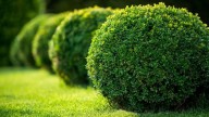 A prueba de principiantes: el arbusto que combina color, fragancia y es perfecto para poner en la entrada de casa