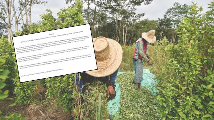 La polémica directriz del Gobierno que permitió adjudicar tierras con coca en el Catatumbo y quedó sin piso jurídico