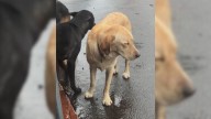 Pup In Oregon Doggy Daycare Struggles To Stay Awake After A Day Filled With Play