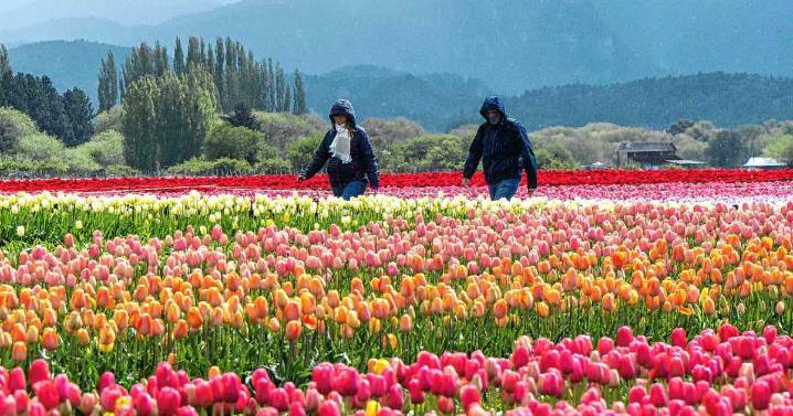 El maravilloso arcoíris de tulipanes de Trevelin en fotos: así luce el campo en su mejor momento