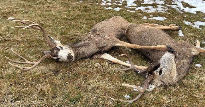 Visit a DWR check station to get deer tested for chronic wasting disease