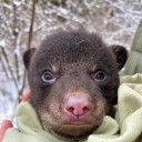 DNR officers investigate report of captive bear cub, find case of mistaken identity