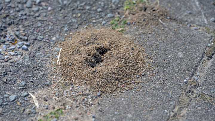 11 Types Of Ants You May Find In The Home And Garden And How To Get Rid Of Them
