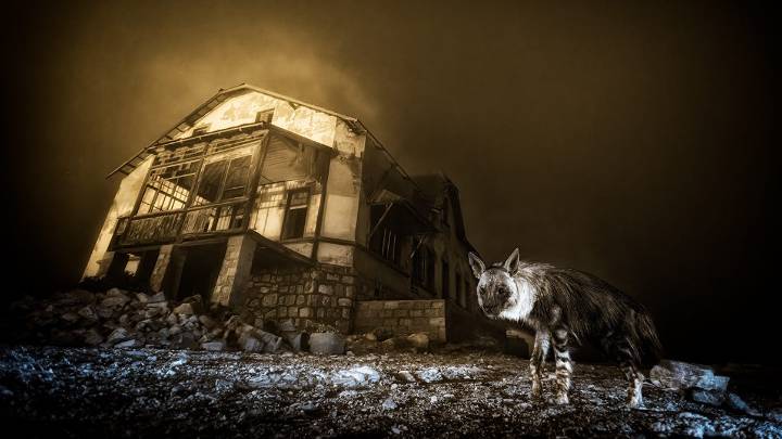 See best photos from Wildlife Photographer of the Year 2025 winners