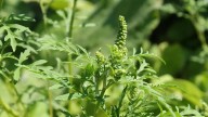 Why your allergies haven't stopped and what to do about fall allergies