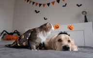 LA Animal Services offers reduced adoption fees this October