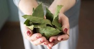 Qué días quemar laurel para atraer abundancia y limpiar la energía del hogar 