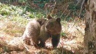 Reintroducida en el medio natural la osezna Alba tras tres meses de recuperación en Cantabria