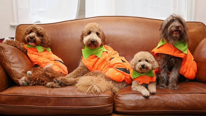 What you need to know about keeping your pets safe on Halloween