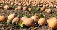 Illinois pumpkin harvest underway; heat weakens crop in some areas