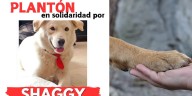 Grave caso de abuso sexual y físico contra un perro husky en Santander: hicieron un plantón para pedir justicia