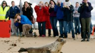 Arctic seals and more than half of bird species are in trouble on latest list of threatened species