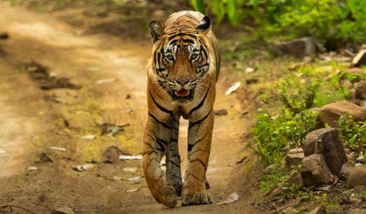 In 24 hours, Kanha Reserve loses popular ‘Balaghat Male Tiger’, two cubs