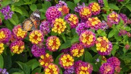 The Best Time To Prune Lantana For Blooms That Will Last