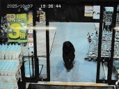 Bear injures two in Japan supermarket, man killed in separate attack