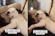 Shelter Dog Gets ‘Break for a Day’—What She Does Says Everything