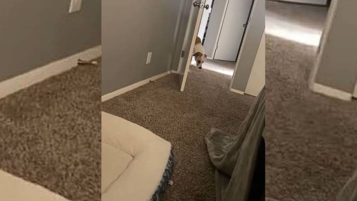 This Rescued Missouri Dog’s Morning Ritual With Her Mom Is The Ultimate Heartwarmer