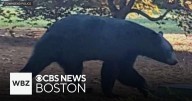 Townsend residents warned about increased bear sightings