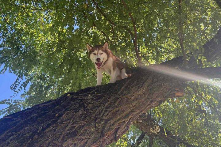 Husky Stuck High in Tree After Chasing Squirrel Gets Rescued by Animal Control