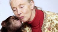 Primatologist Jane Goodall, famous for her study of chimpanzees, has died