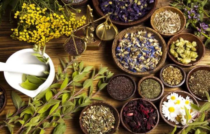 Hierbas medicinales escasean en la Q. Roo por el cambio climático