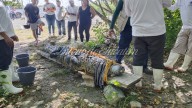 Por fin capturan a cocodrilo de Progreso que se viralizó en redes sociales; media más de 3 metros