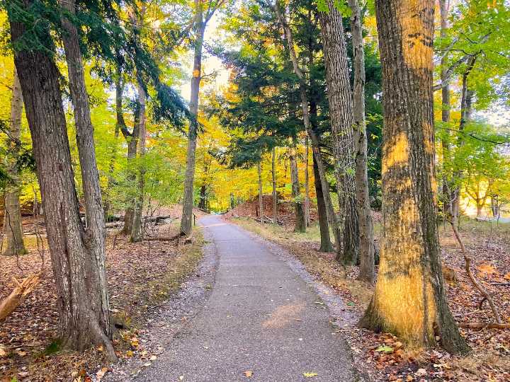 Tree Walk: Learn to ID more than a dozen trees on this path at a Lake Michigan state park