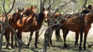 NSW parliament votes to repeal controversial ‘Brumby Bill’