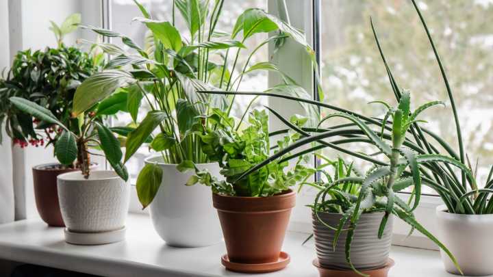 The Professional Service Your Houseplants Could Benefit From