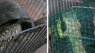 Mariposas, tortugas y hasta iguanas: Serfor recupera cerca de mil ejemplares de fauna silvestre en Lima [FOTOS]