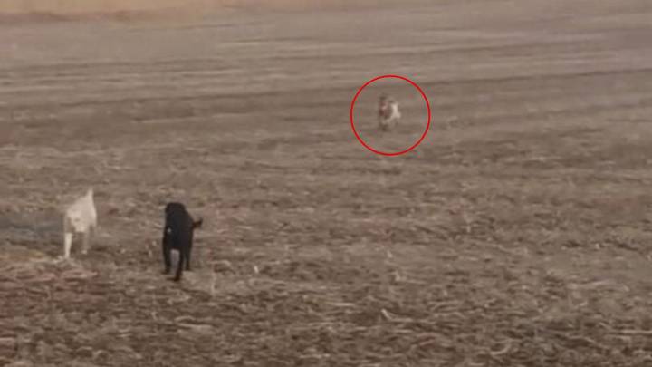 Kansas Man Finds His Lost Dog In Cornfields, Surrounded By Unexpected Animal Friends
