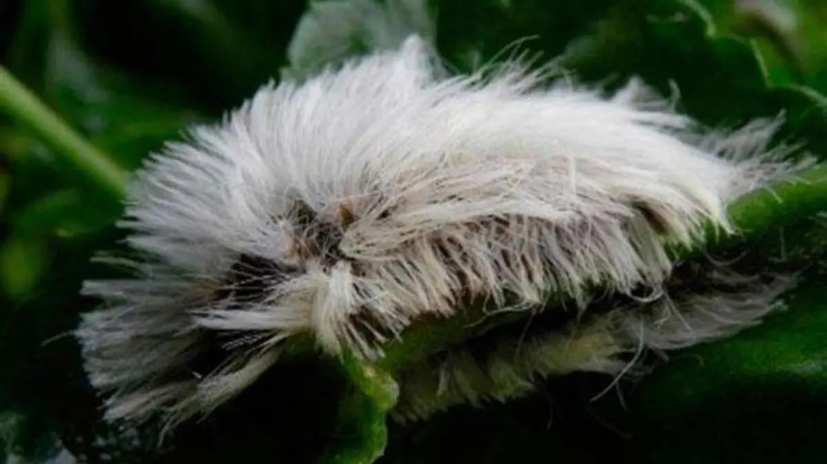 Fiebre y mucho dolor si te pica este gusano, reportan plaga en Córdoba