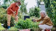 13 Tips On How To Winterize Perennials – For Decades Of Flowers