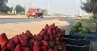 El truco viral de un vendedor de frutillas en la ruta para que no se echen a perder