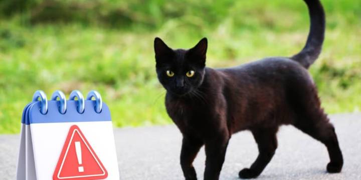Usuarios de redes en México llaman a no dar gatos en adopción durante octubre