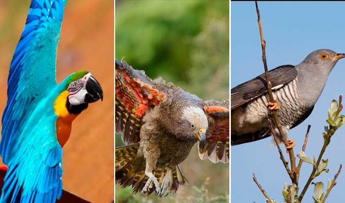 Aves de todo el mundo 'aprenden a vocalizar' mostrando cómo pudo nacer el lenguaje humano
