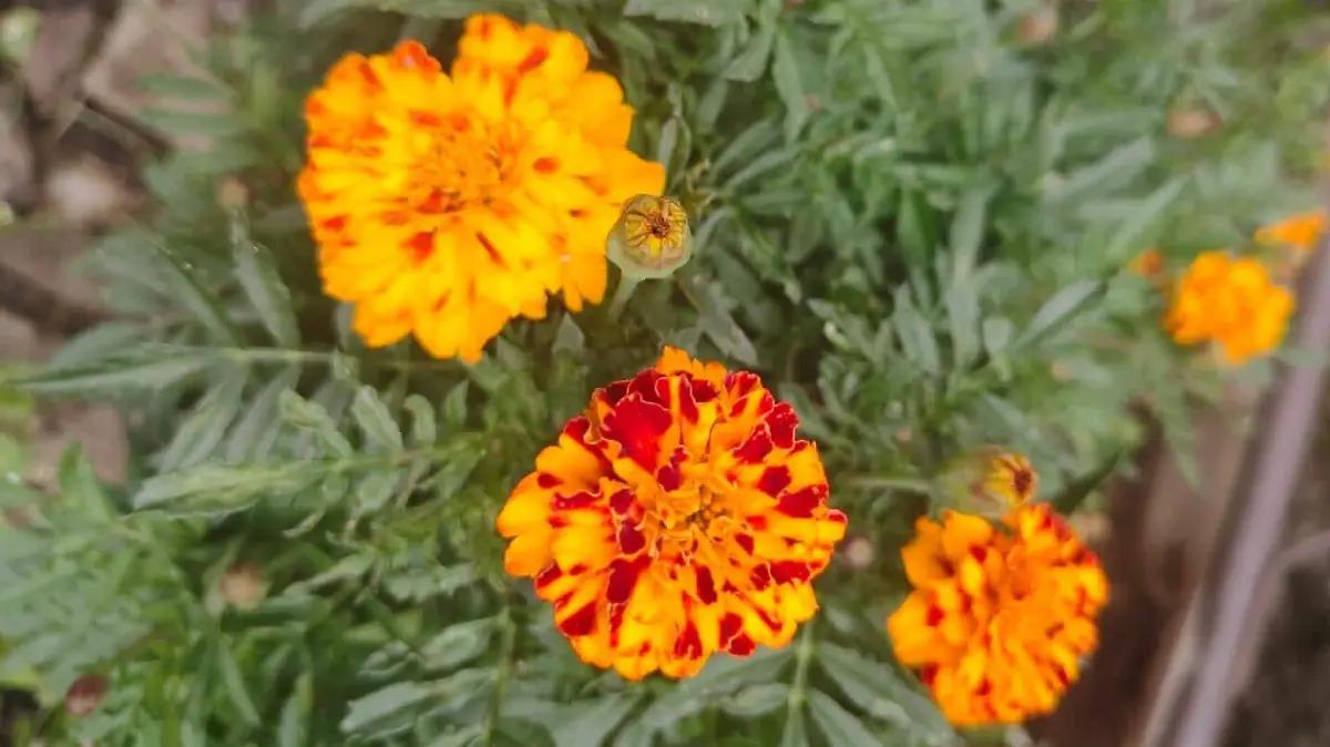 Productores mexiquenses apuestan por rescate del cempasúchil mexicano