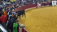Las vaquillas de Hermanos Navarré emocionan en Zaragoza: "Paso nervios"