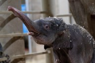 Columbus Zoo welcomes second Asian elephant calf this year
