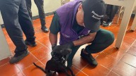 ¡Indignante maltrato en Cali! Autoridades rescatan a tres perros en condiciones críticas tras semanas de abandono