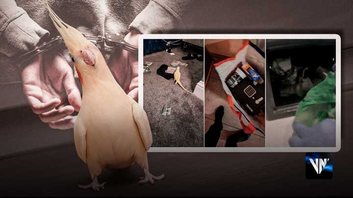Un loro llamado Mango juega un papel clave en el desmantelamiento de una red de narcotraficantes en Blackpool