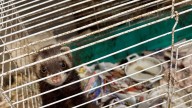 Wildlife rehabilitator charged after more than 200 animals in Northport home found in squalid, hoarding conditions, along with 95
