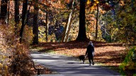 When is it too cold to walk my dog? What to know in Michigan