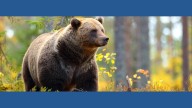 Hunter kills grizzly bear in Idaho National Forest